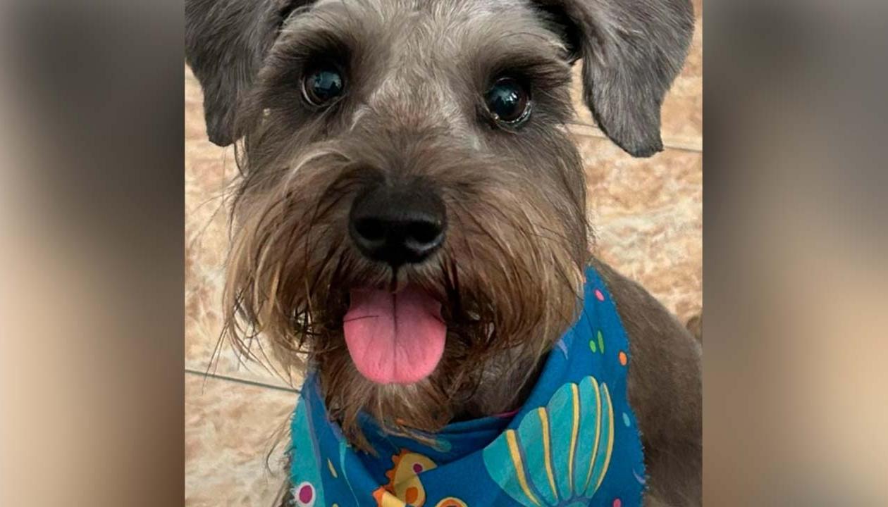  'Chloe', una mascota schnauzer de unos 3 años y medio. 
