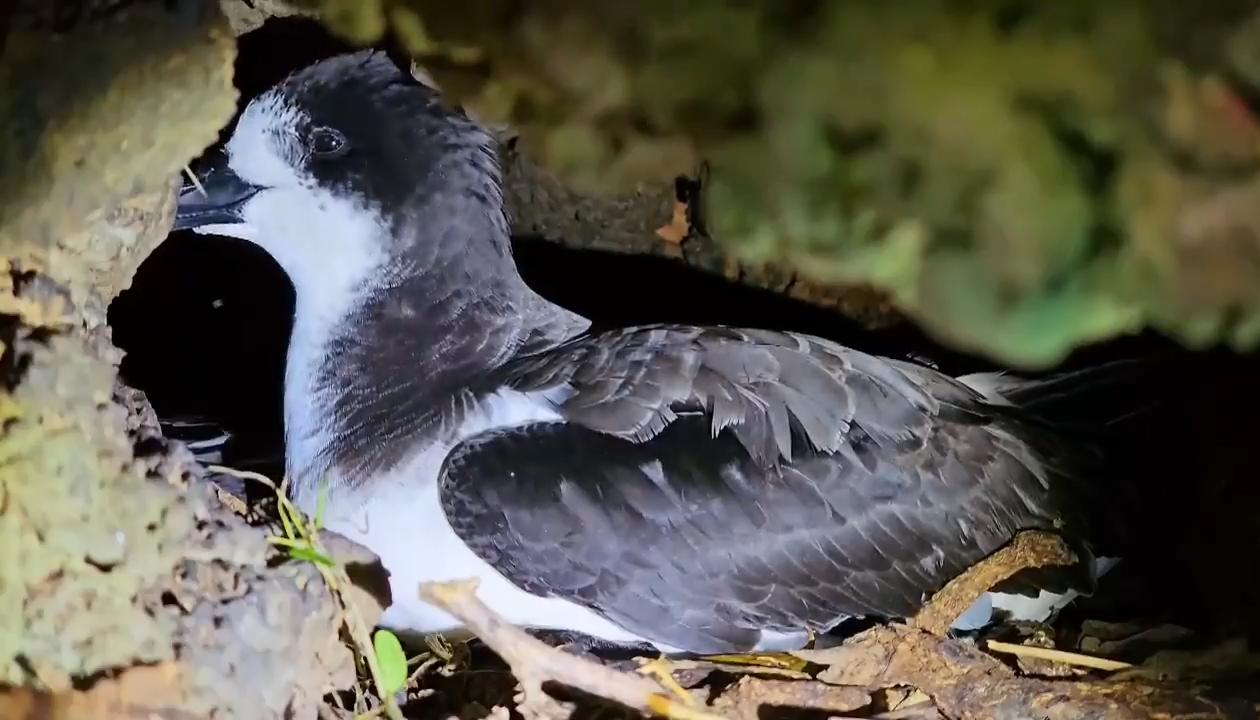 Petreles en Galápagos.