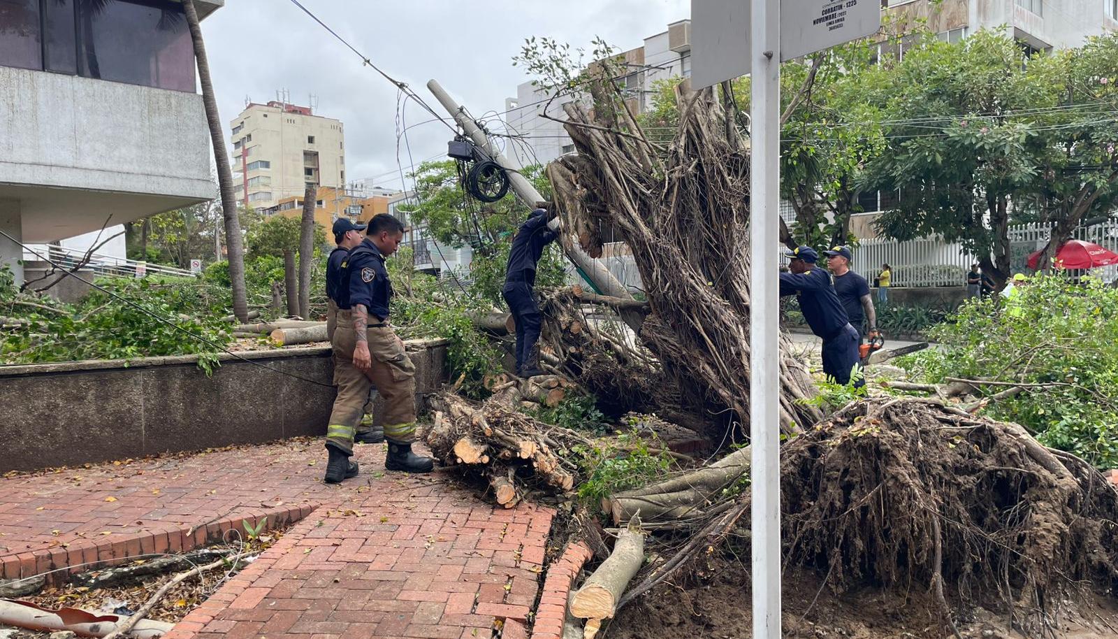 Frondoso árbol cayó sobre dos vehículos 