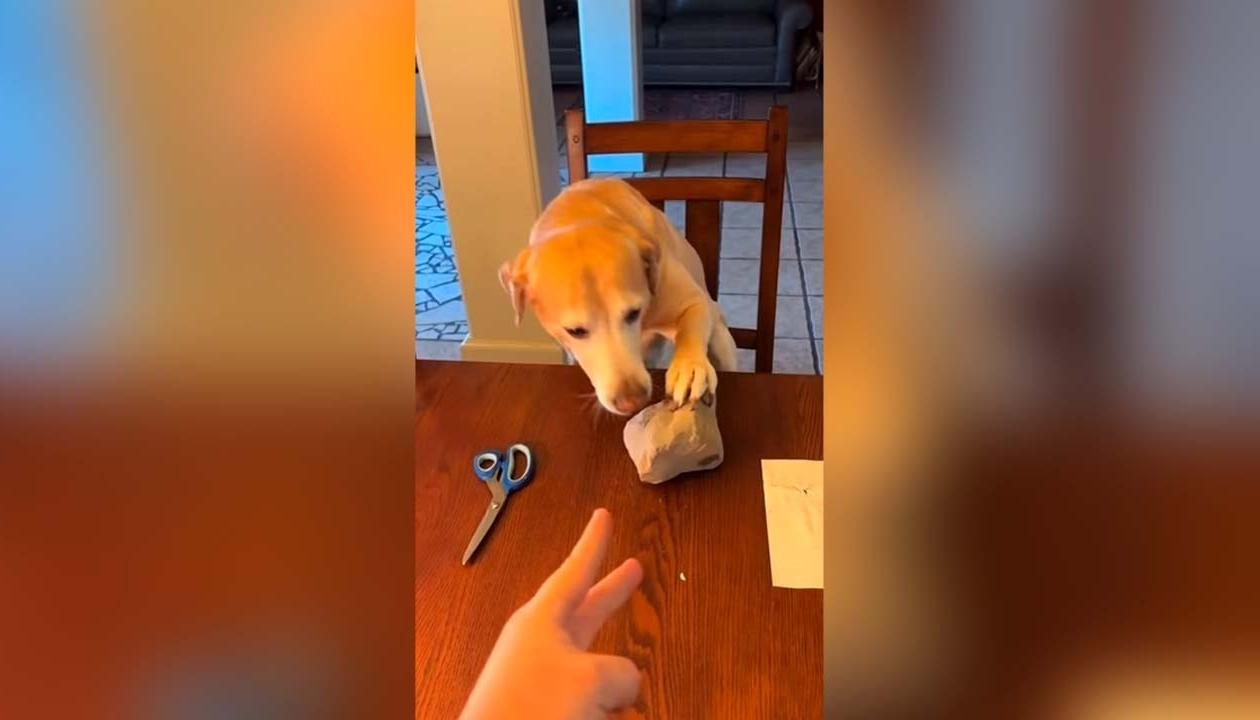 Imagen del canino "jugando piedra, papel o tijera". 