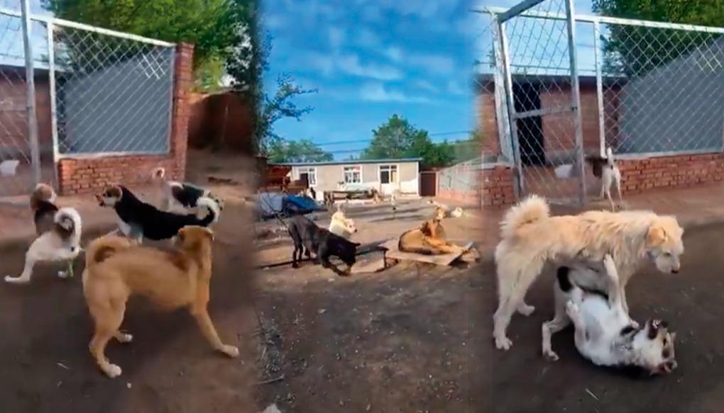 Imágenes de la escena protagonizada por los caninos. 