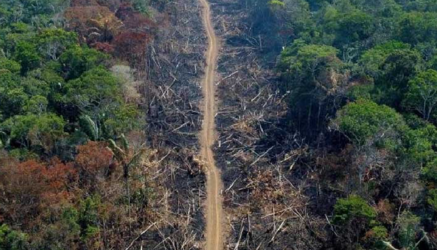 Aspecto de la Amazonía.