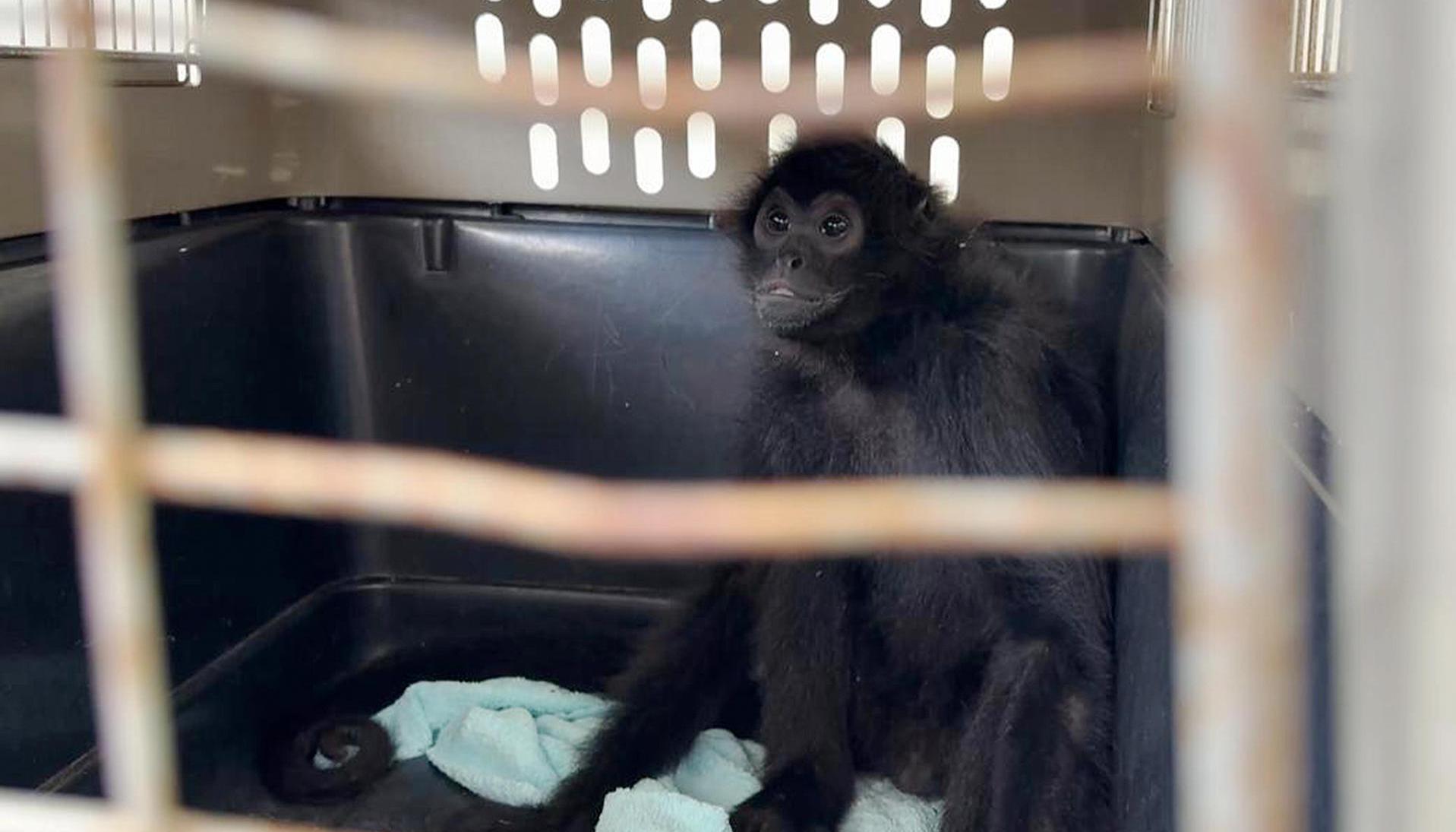  Mono araña rescatado en Medellín. 
