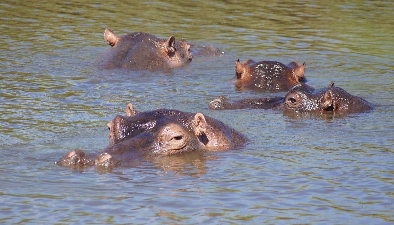 Hipopótamos. 