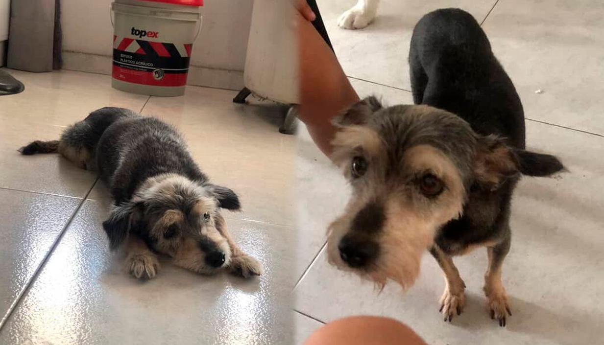 'Estrella', de color negro con algunas partes café. 