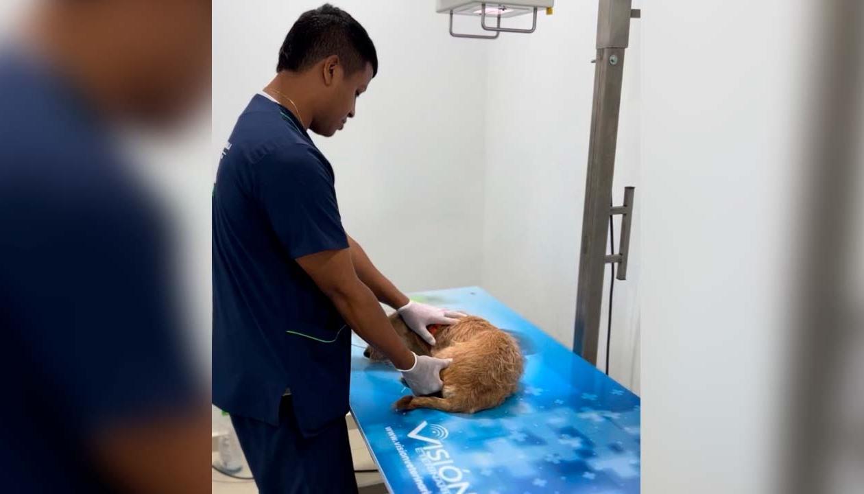 Durante el 2025, el centro ha brindado atención a 7.404 casos.