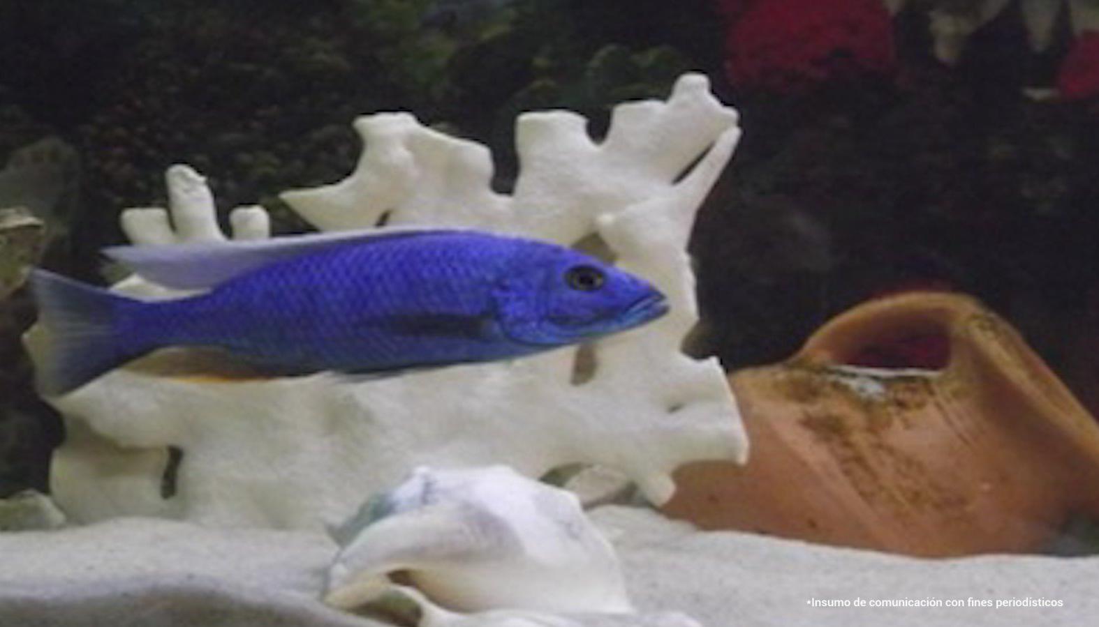 Especies marinas exóticas eran presuntamente traficadas por esta red.