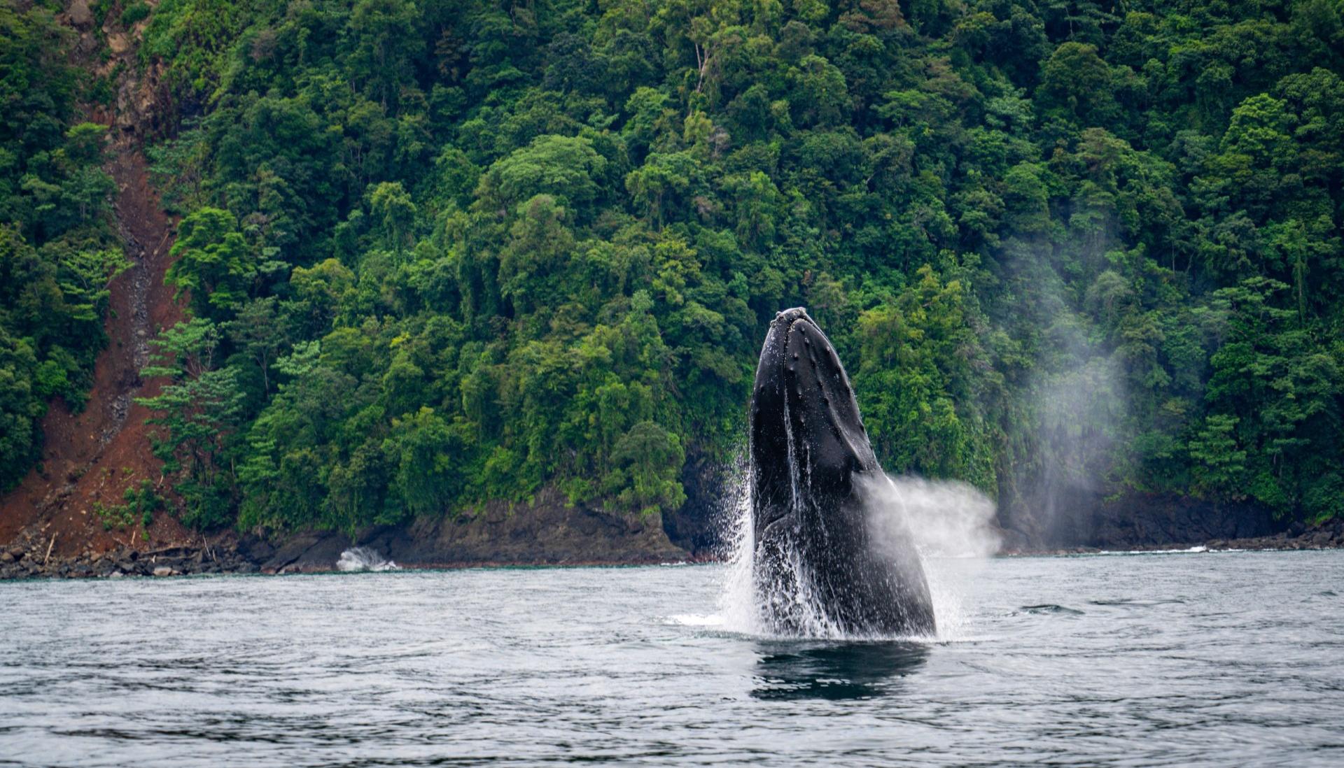 Visitar el Pacífico para ver las ballenas siempre será un destino imperdible. 