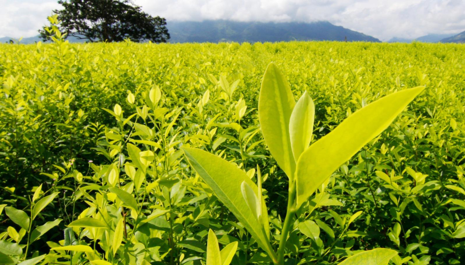 Cultivo de coca.