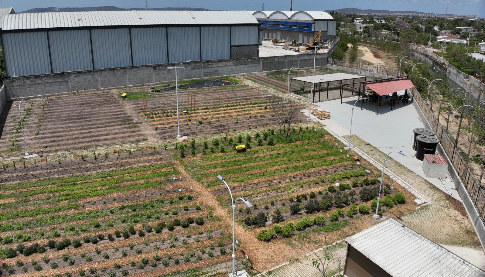 Huerta comunitaria del barrio La Paz.