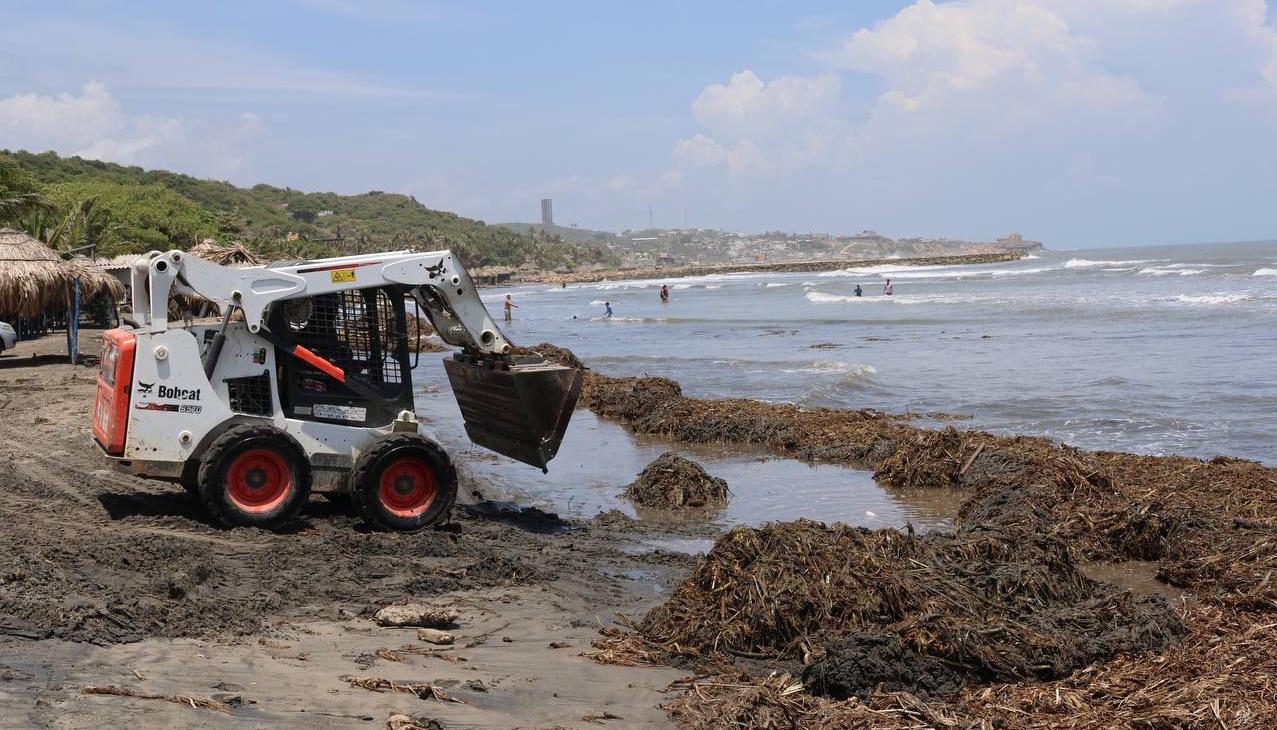Con maquinaria se realiza el proceso de recolección.