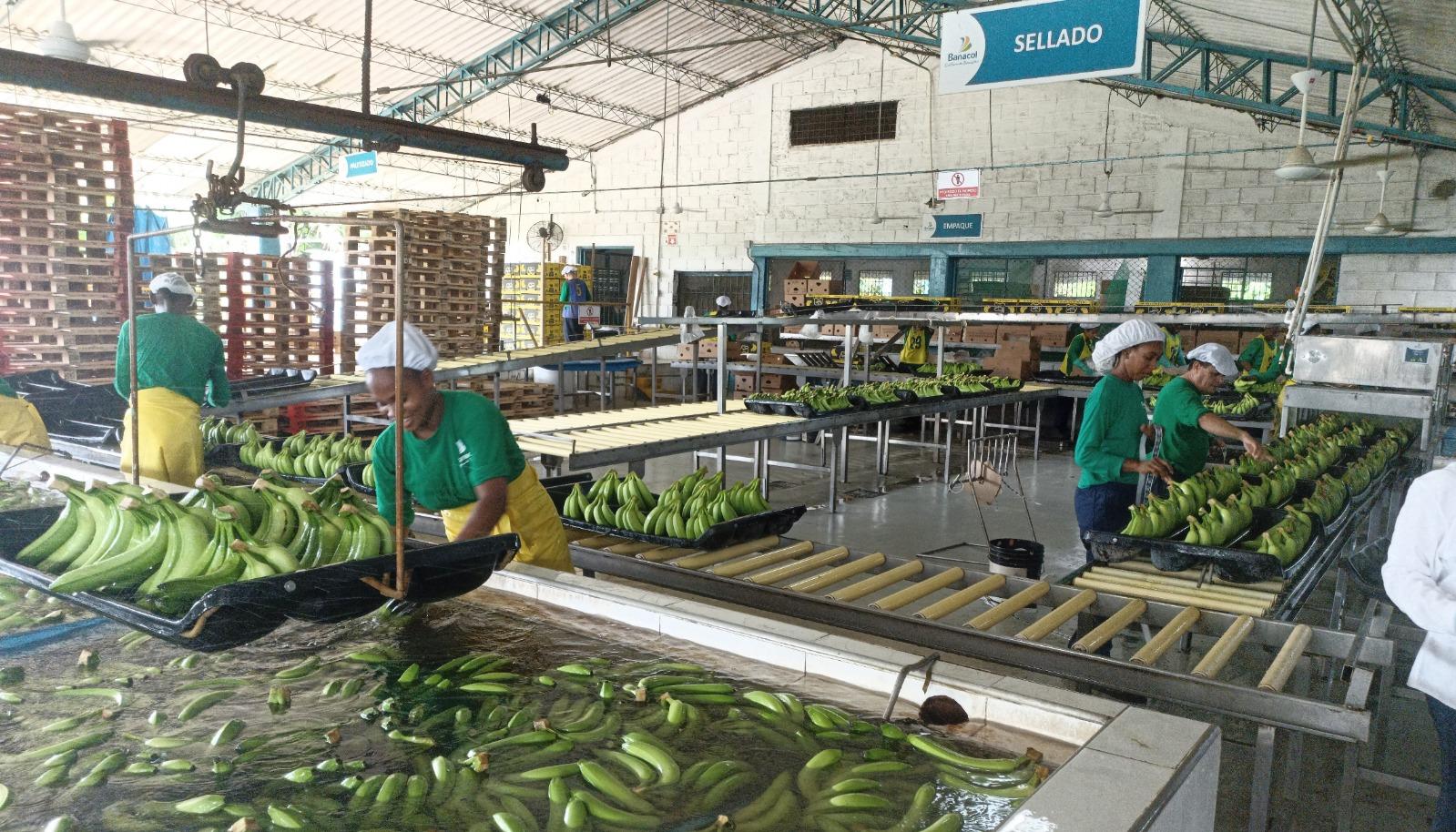 Imagen de referencia de Banacol.