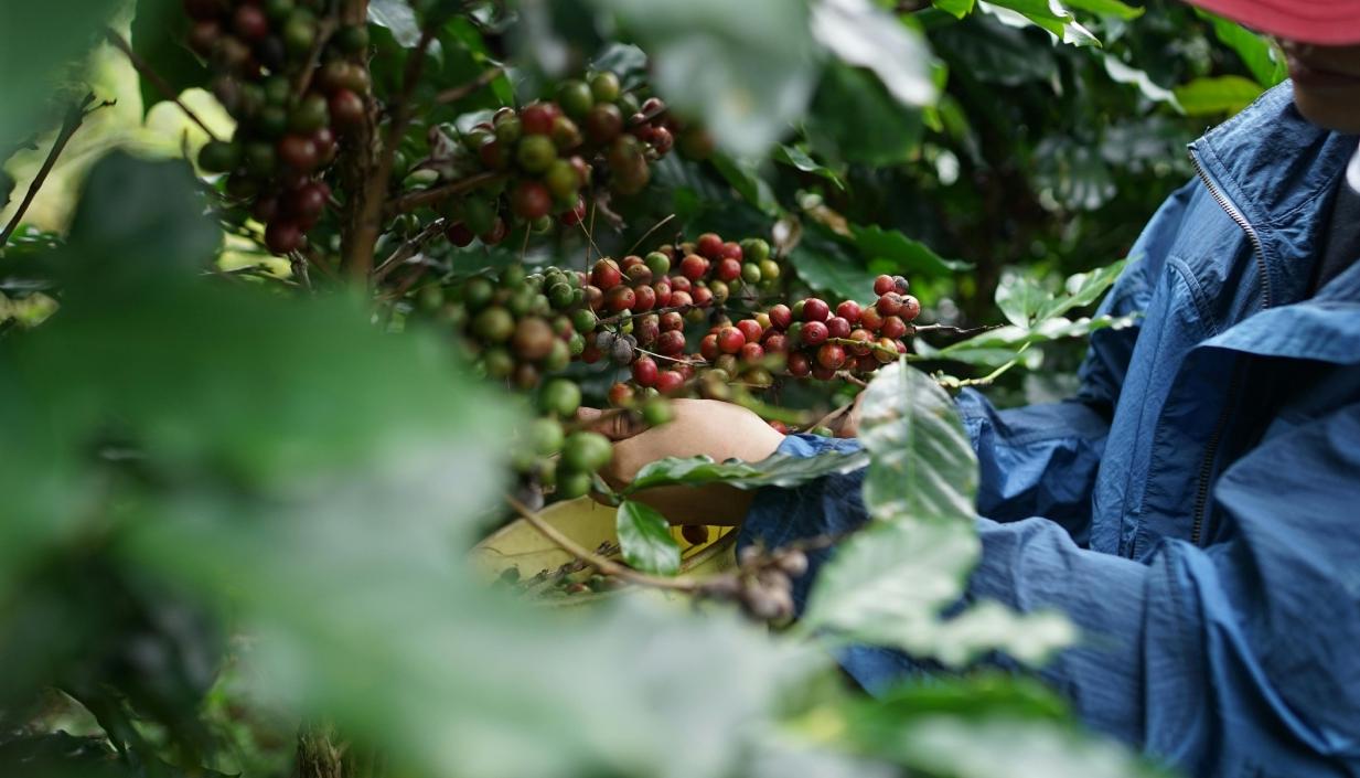 Colombia exportó en 2024 a Estados Unidos 1.508 millones de dólares en café.