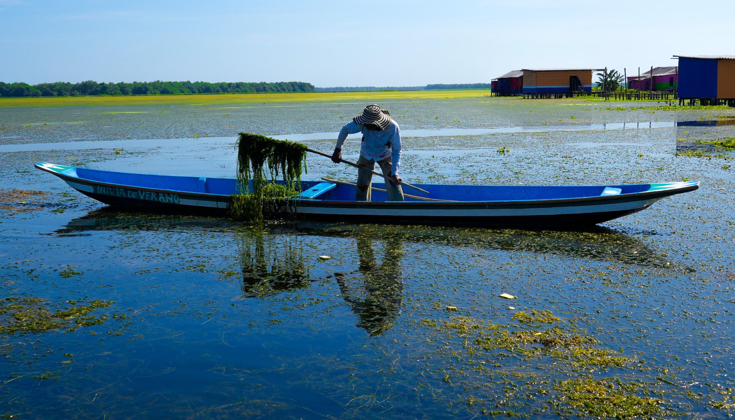Se trata de una especie exótica invasora conocida como 'Hydrilla', la cual es proveniente de la India.