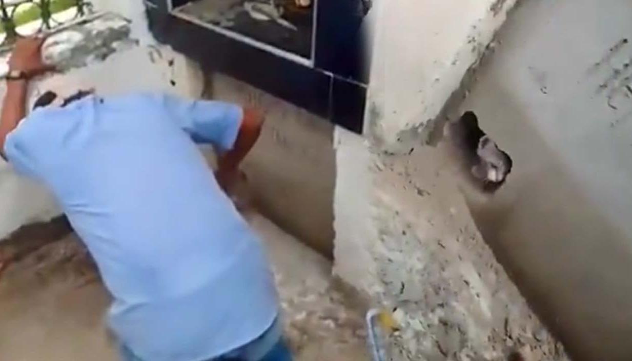 El incidente ha desatado una alerta sobre la posible realización de rituales de santería con animales.