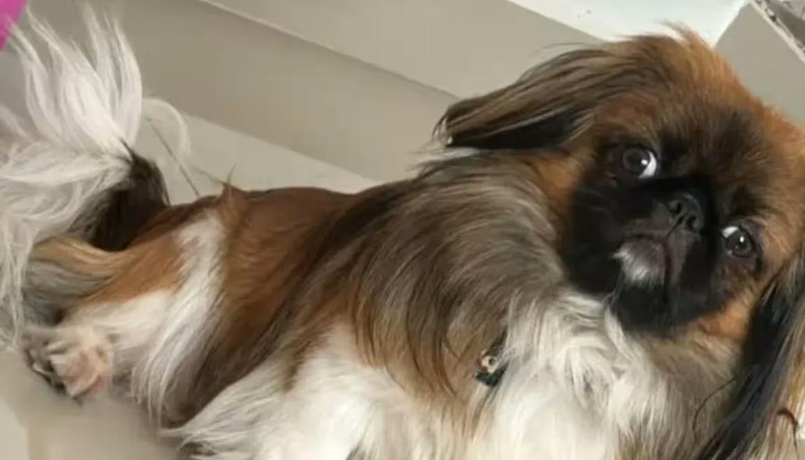 El chofer, al parecer, se opuso a que el can viajara en la cabina del bus. 