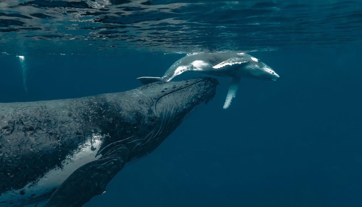 ​Colombia e​s un país privilegiado por ser paso y refugio de cetáceos, como la ballena yubarta.