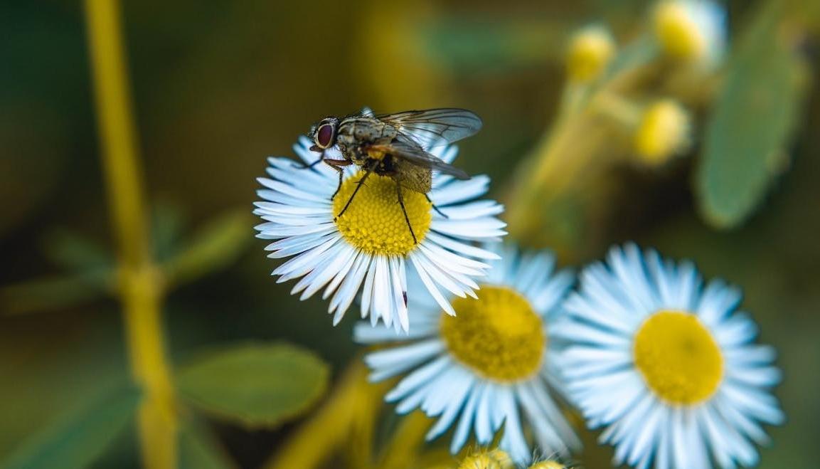 Nuevas especies de sírfidos (moscas de las flores).