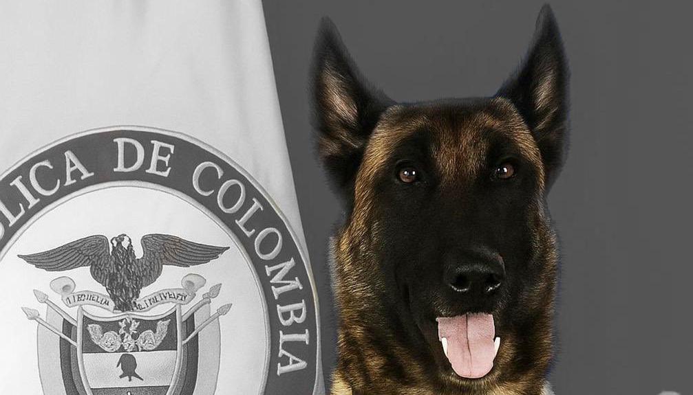 Sansón, un perro belga malinois de cinco años.