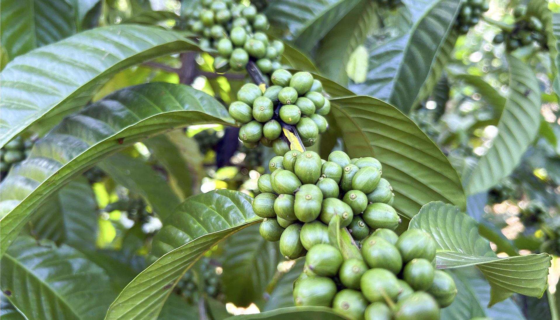 Una persona trabaja en una plantación de café.