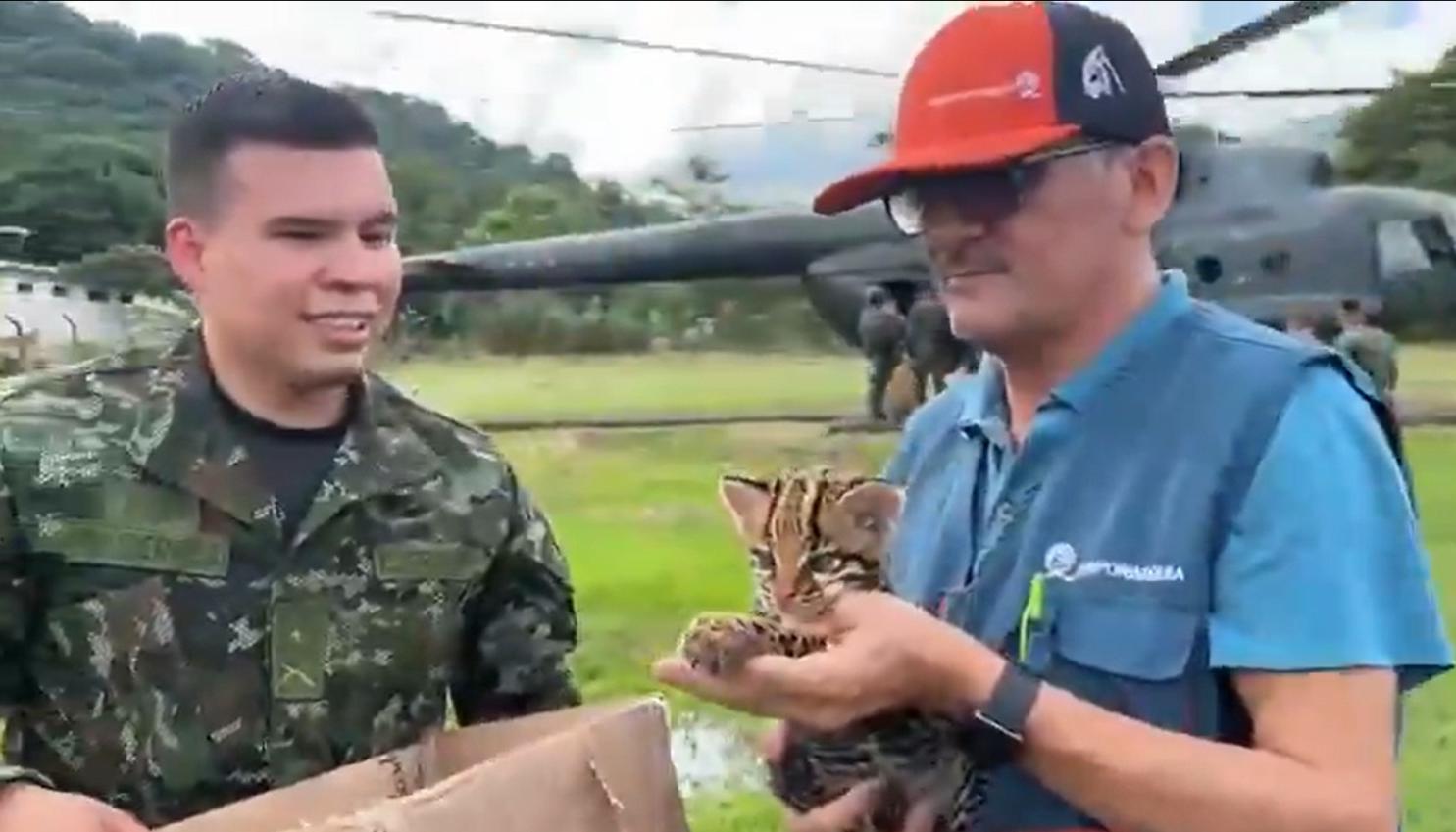 El tigrillo fue trasladado en helicóptero hasta Yopal, Casanare.