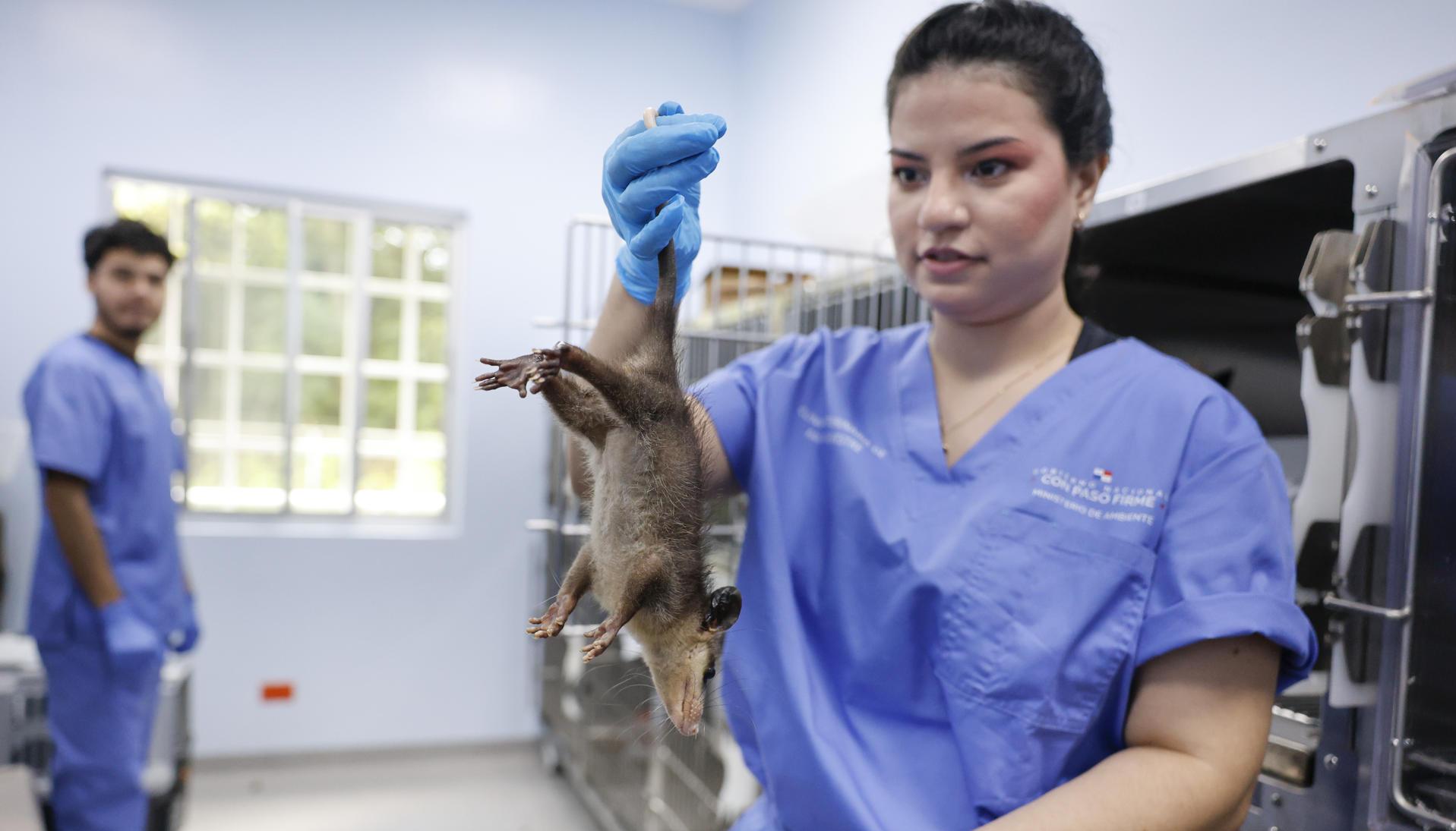  La veterinaria Marie Carmen Franco, sostiene una zarigüeya.