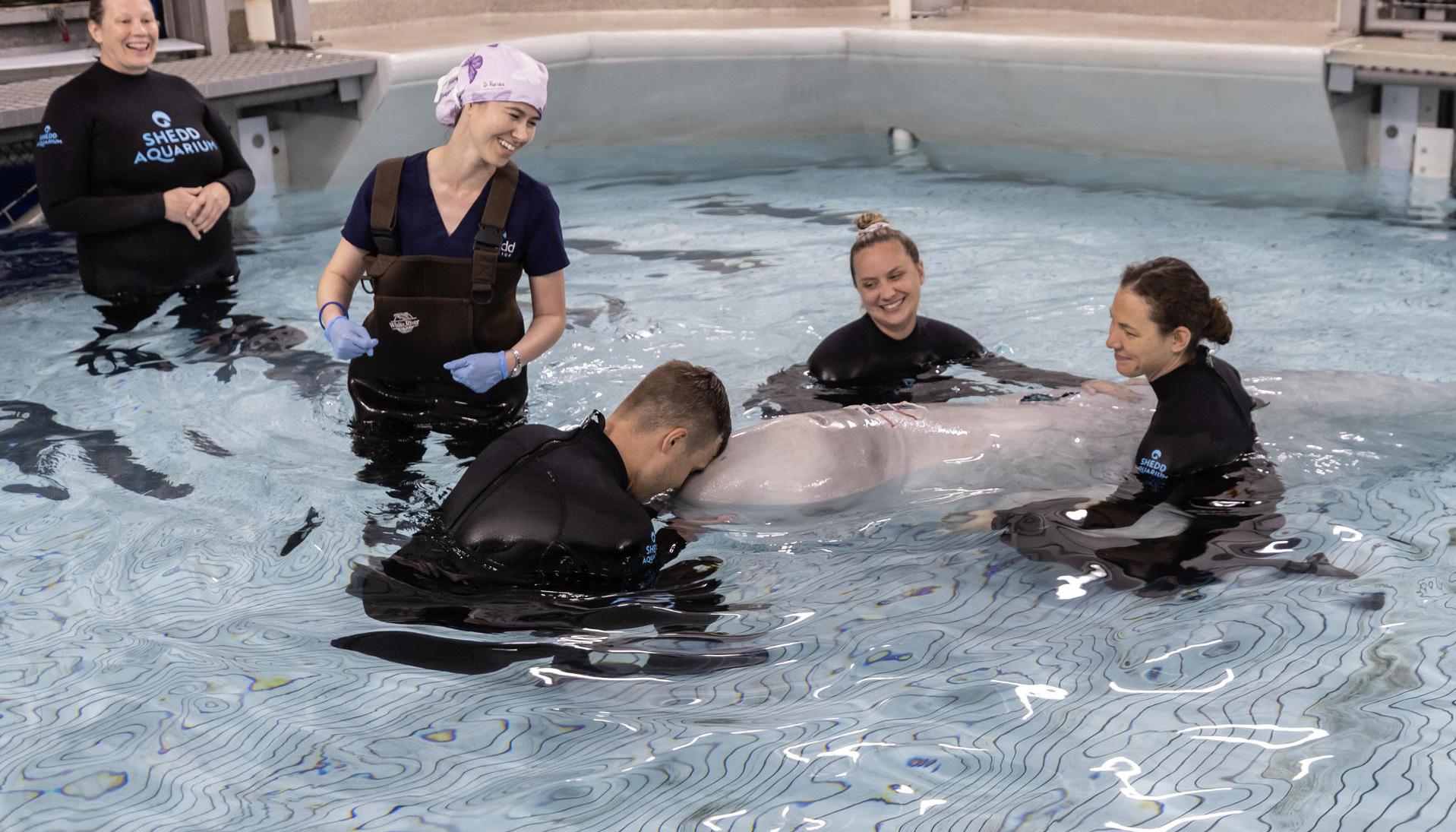 Personal del acuario introduciendo a Kimalu, en un hábitat médico especial tras su cirugía.