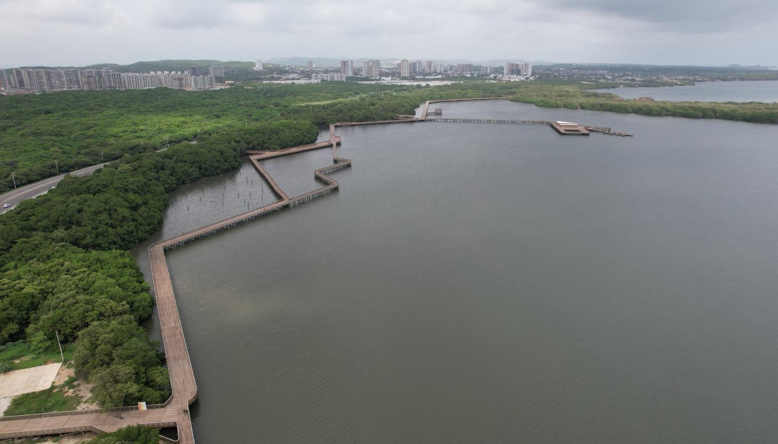 La jornada de siembra se llevará a cabo en la ciénaga de Mallorquín. 