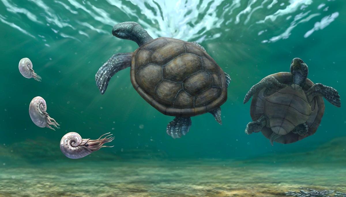 Craspedochelys renzi