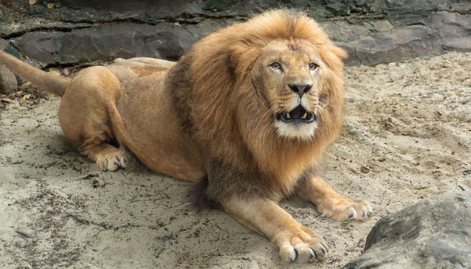 León en el Zoológico de Barranquilla.