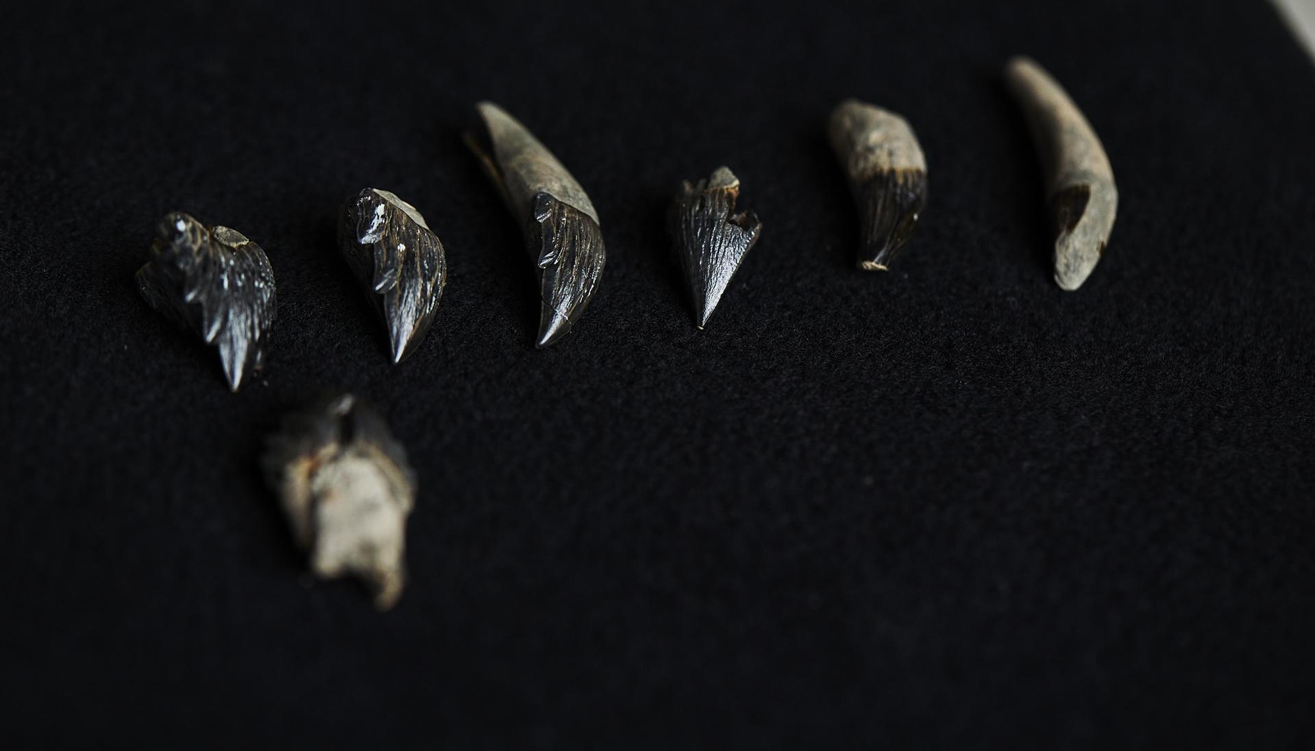 Dientes superiores e inferiores de 'Janjucetus dullardi'.