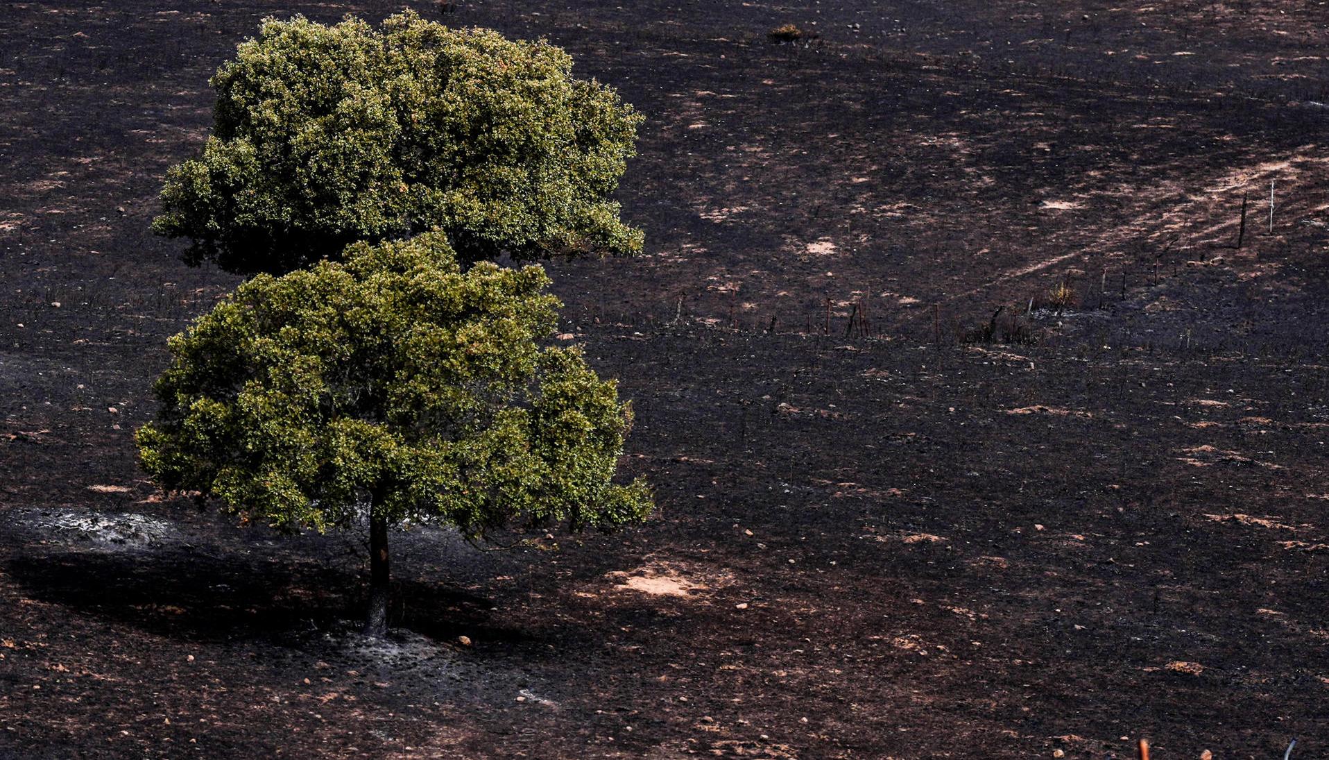 El incendio arrasó hectáreas.