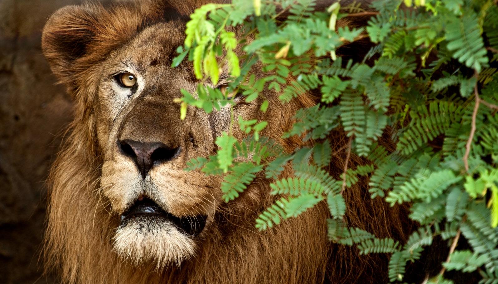 Es un león macho de tres años, nacido en el Bioparque Wakatá (Cundinamarca). 