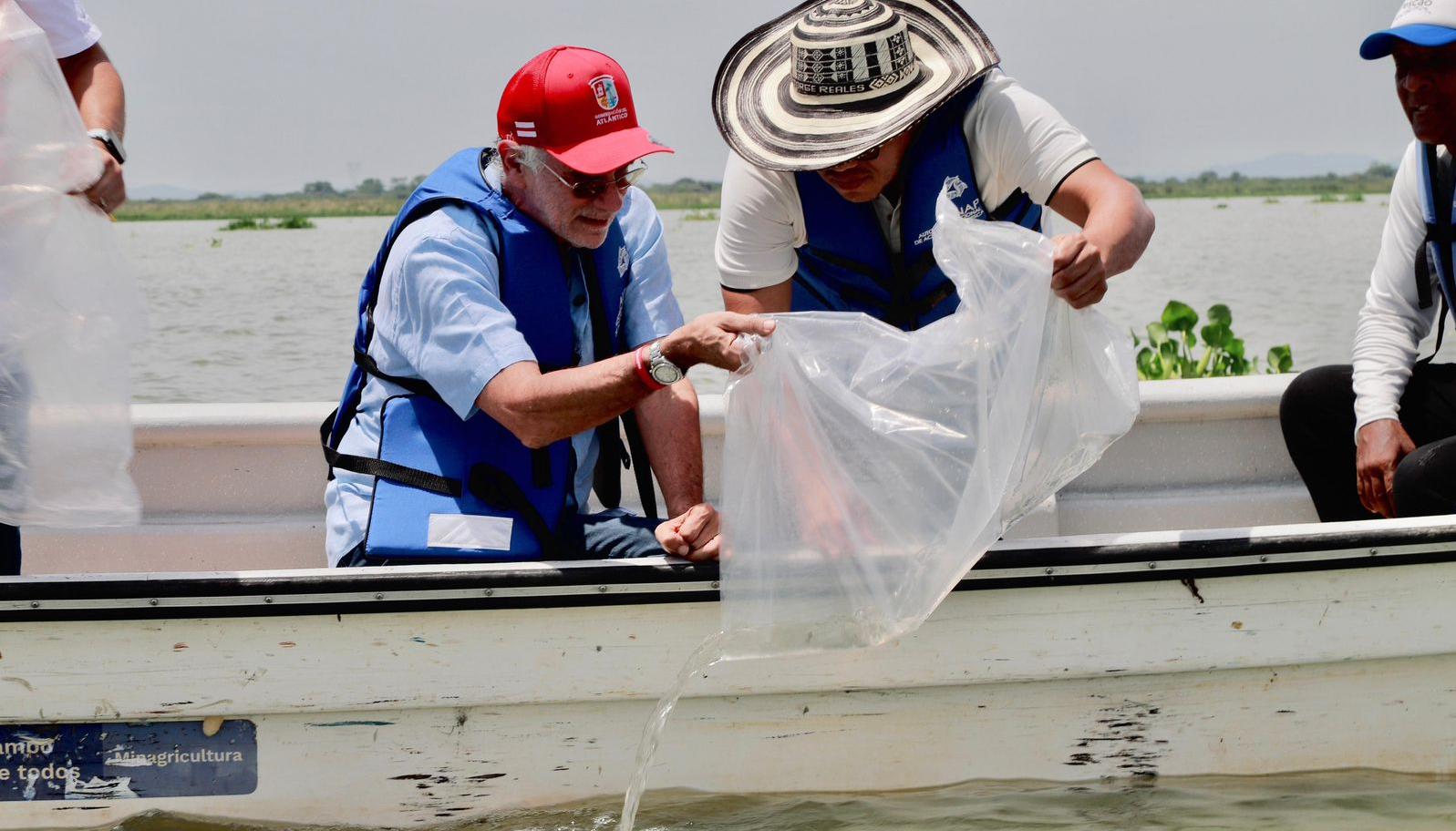 Siembra de alevinos de bocachico.