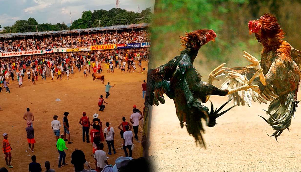 La Corte Constitucional dejó en firme prohibición de corralejas y peleas de gallos.