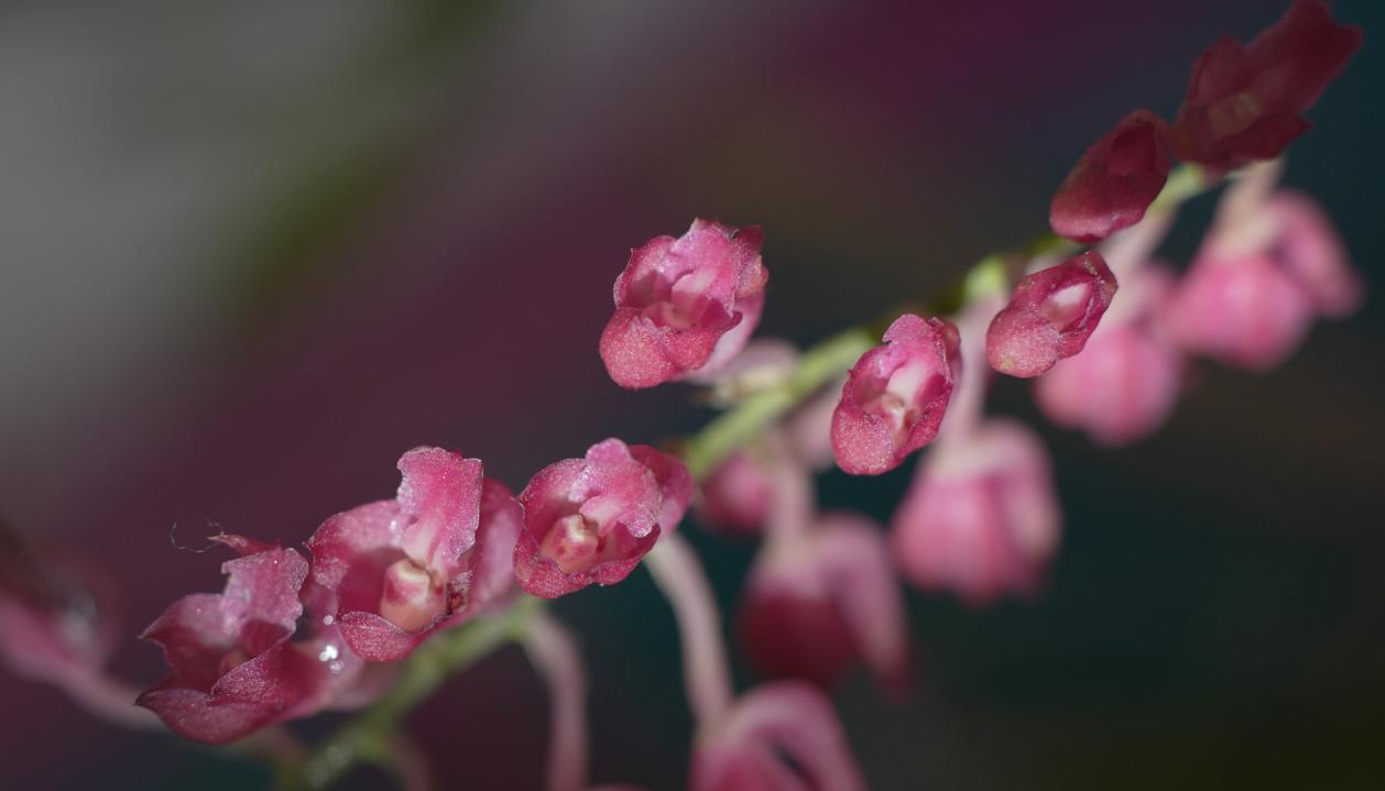 Fotografía del 'Mirador de las Orquídeas' en Cali.