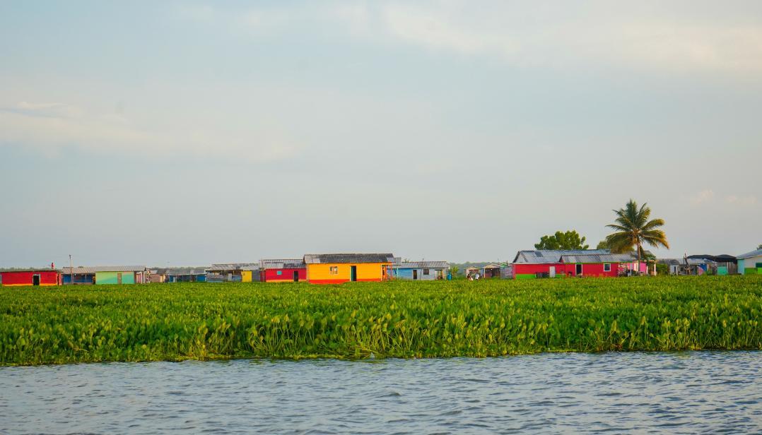 'Hydrilla', la planta invasora rodea a Nueva Venecia.