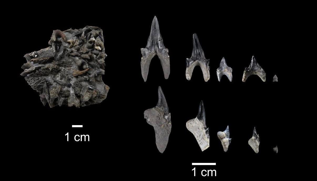 Protolamna ricaurtei