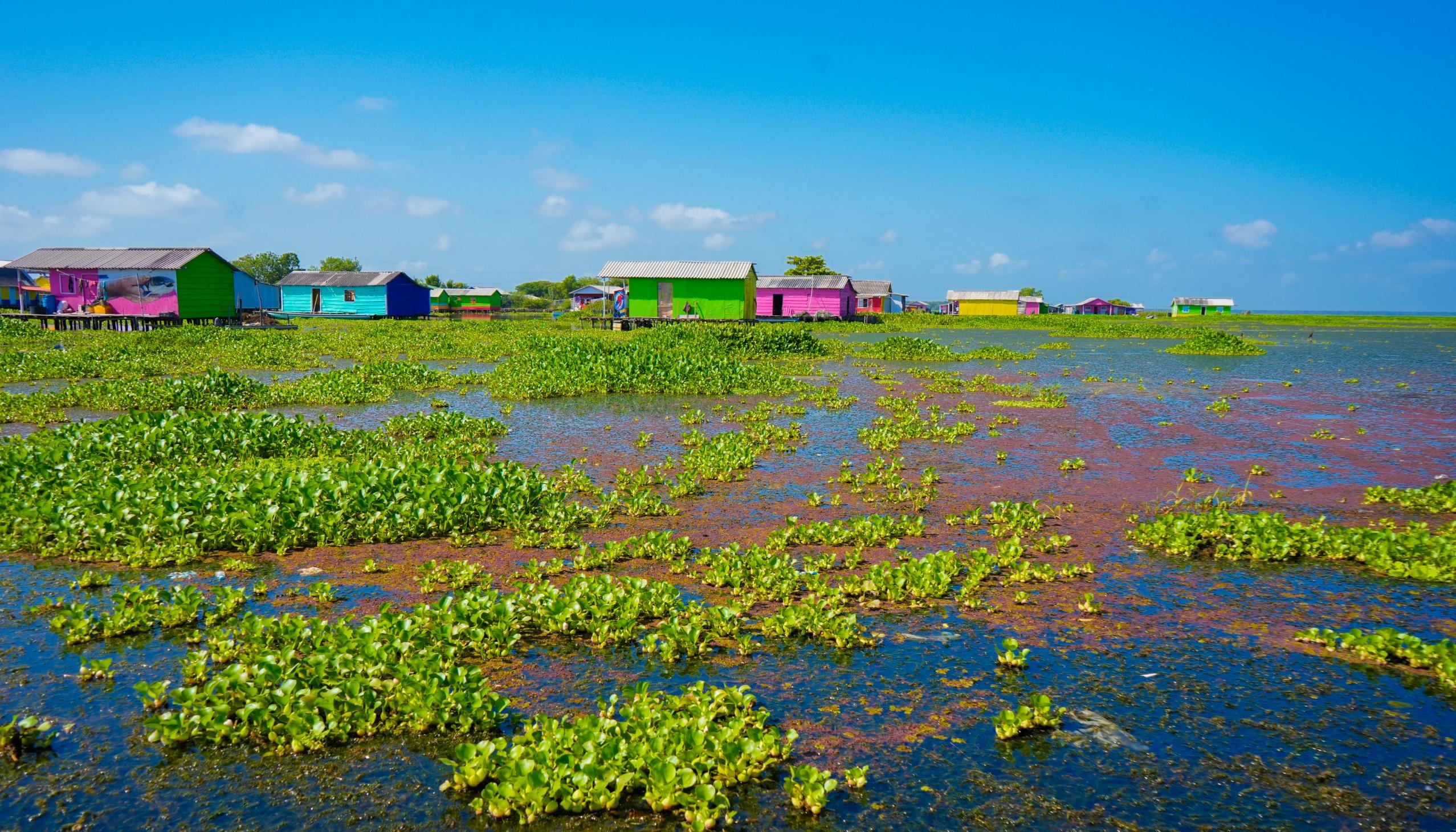 Tarulla y lama invaden la Ciénaga Grande