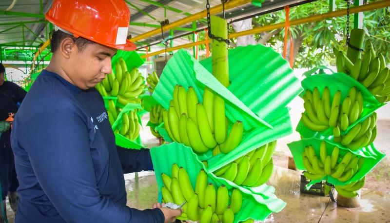Bananos de exportación.