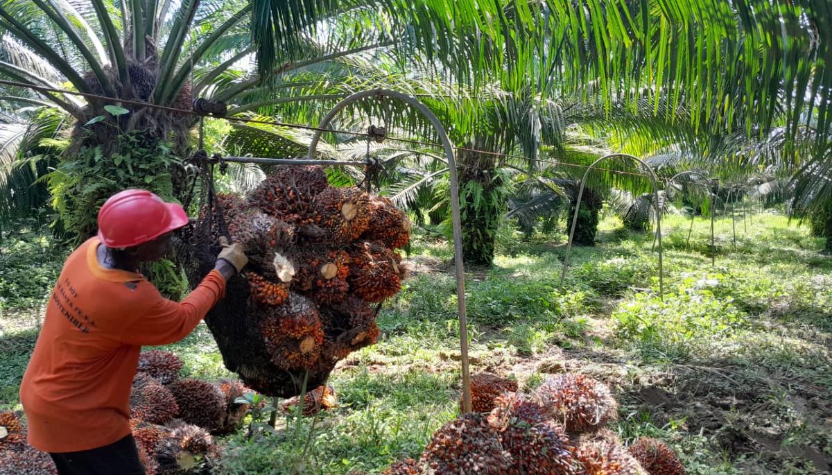 El sector palmicultor trabaja para ser autosuficiente en términos energéticos.
