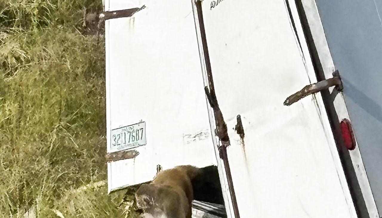 Accidente de camión donde escaparon los monos.