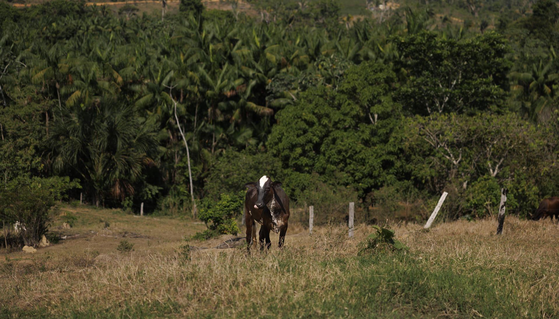 Amazonía brasileña.