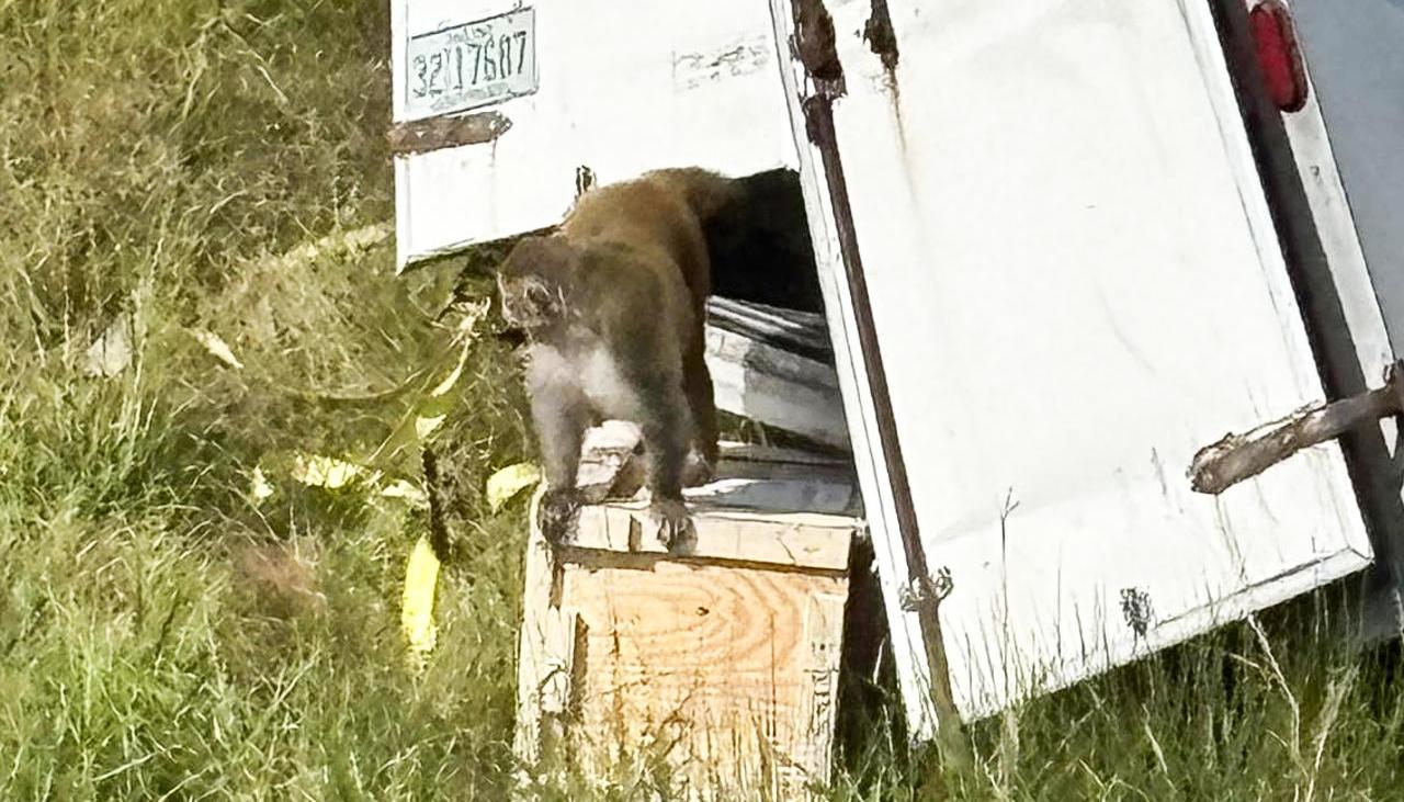 Camión que transportaba los monos rhesus se volcó en la Interestatal 59 en el condado de Jasper.