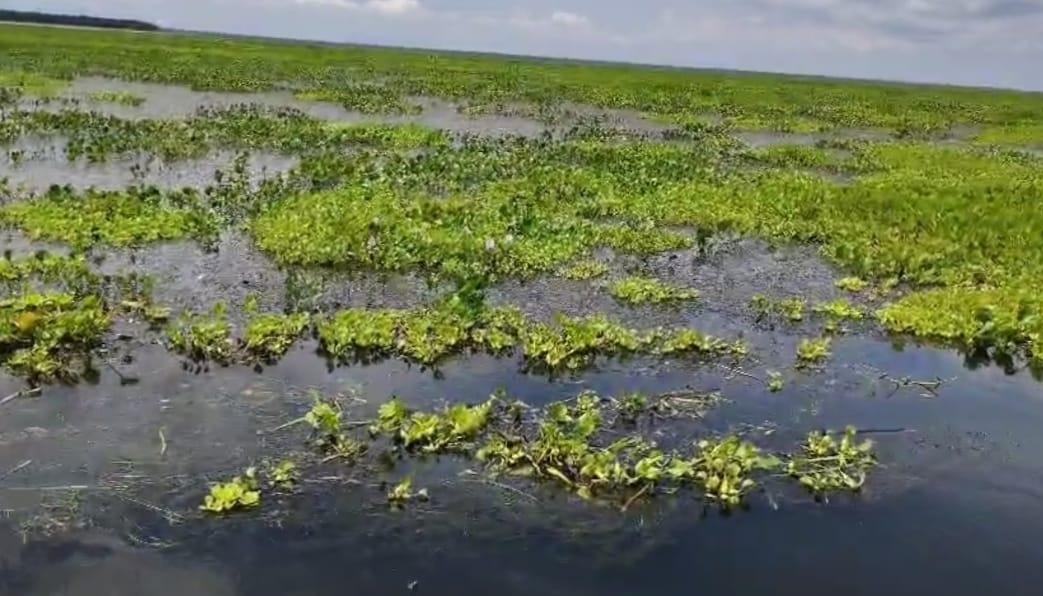 Así se ve la margen occidental de Nueva Venecia