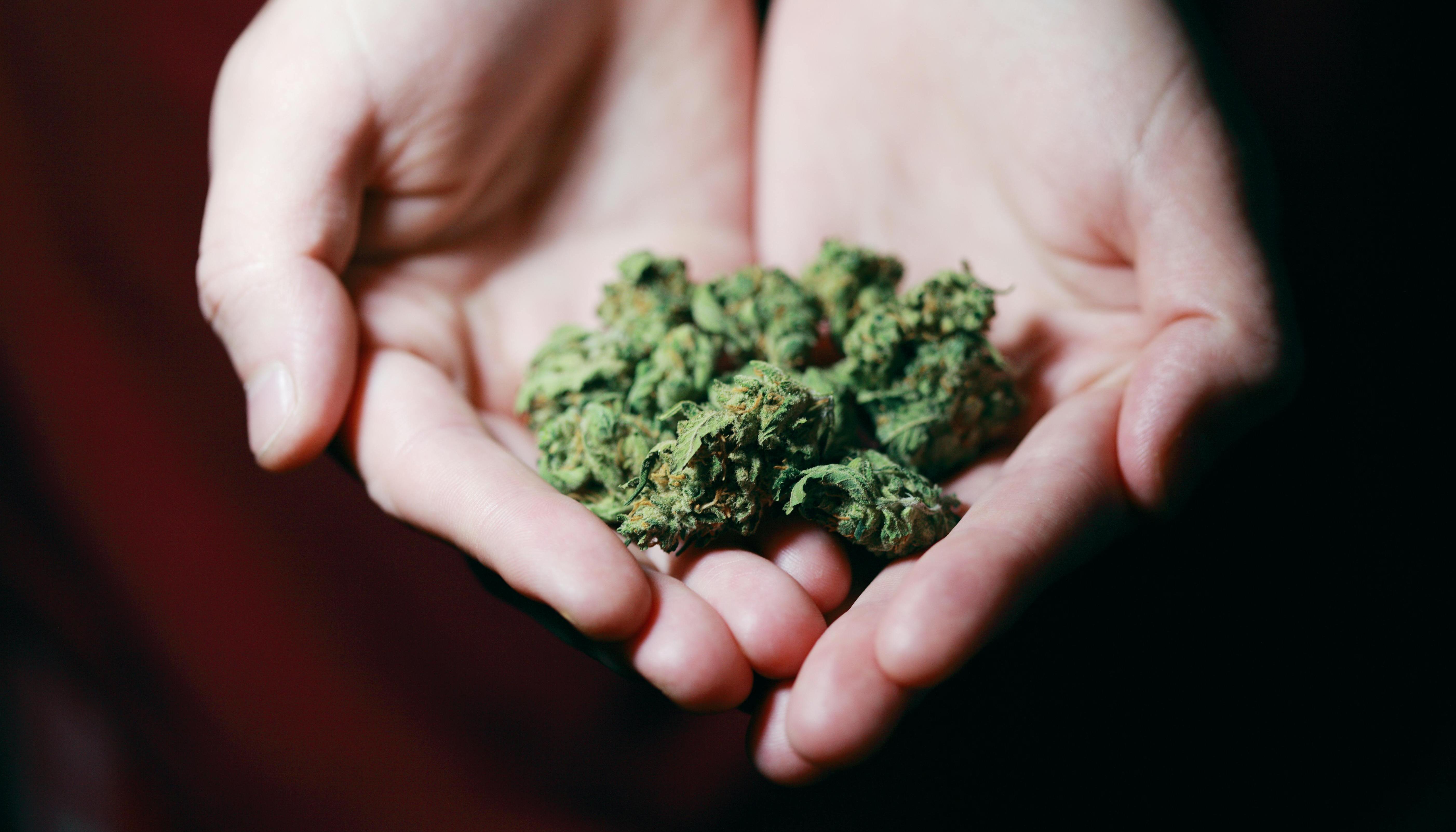 Imagen de referencia del cannabis.