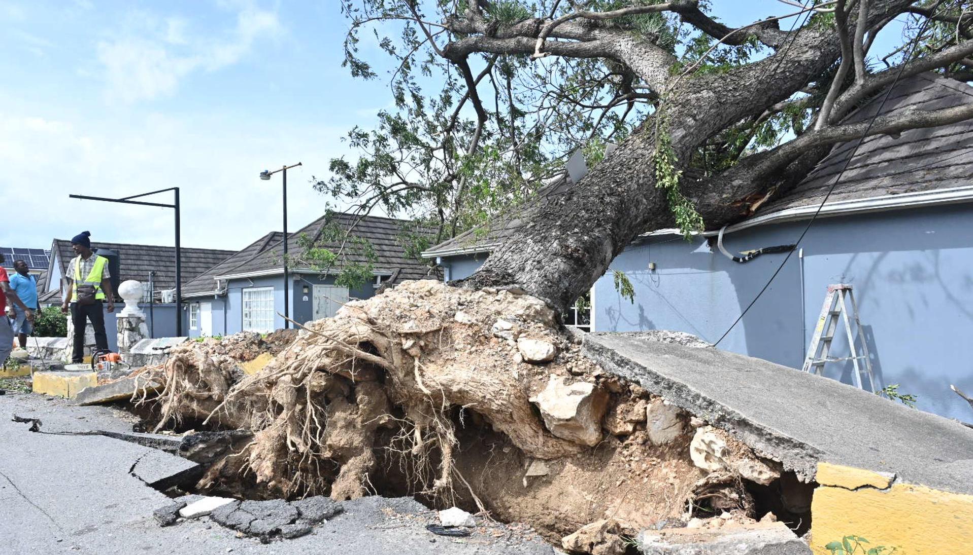 Los fuertes vientos del huracán tumbaron este árbol contra una parroquia en Jamaica. 