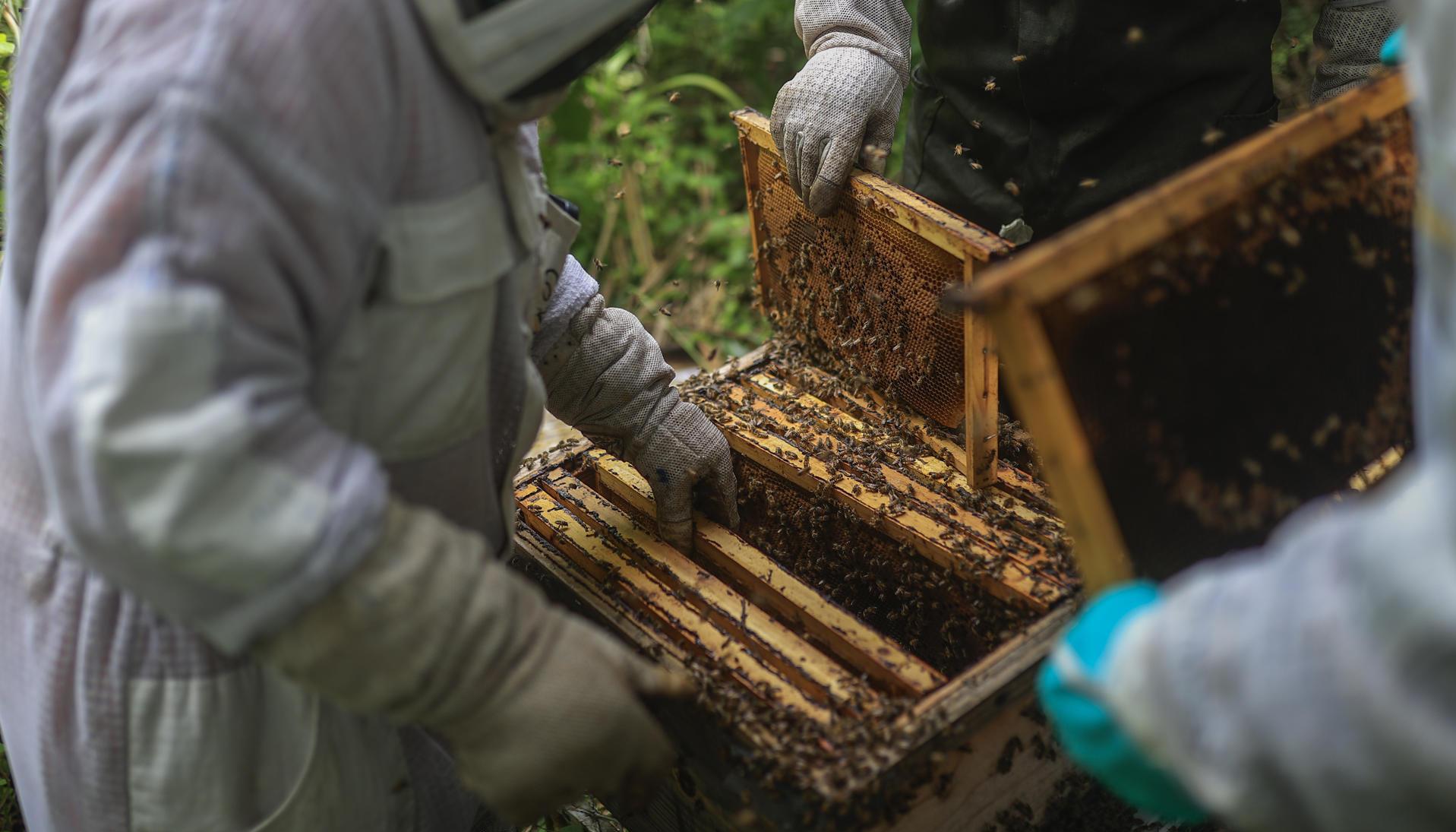 Inspeccionando paneles de abejas.
