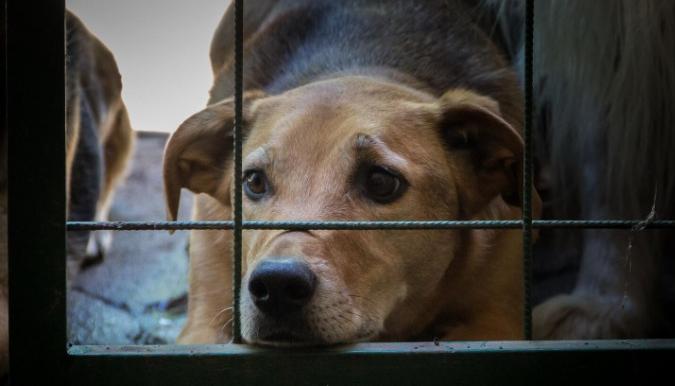 Imagen de referencia. 