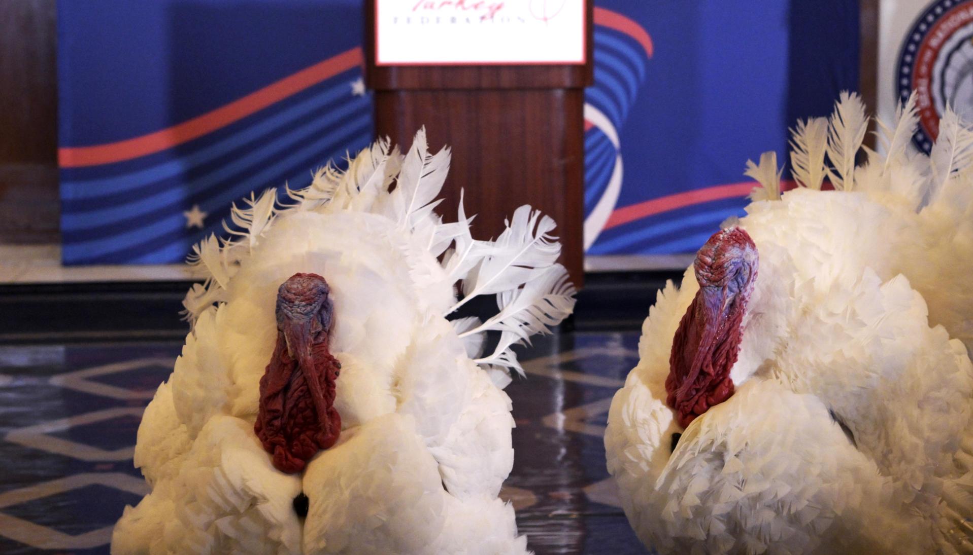 Pareja de pavos Gobble y Waddle.